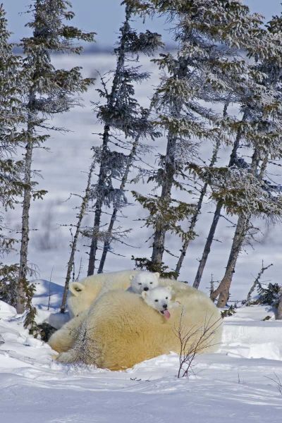 Canada, Wapusk NP Polar bear cubs and mother
